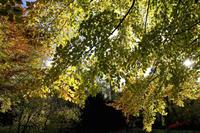 Cjp_2008_11_04_143959 (2).jpg